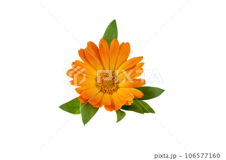 Calendula officinalis flower isolated on white background. Yellow marigold flower blossom and leaf for design. 106577160