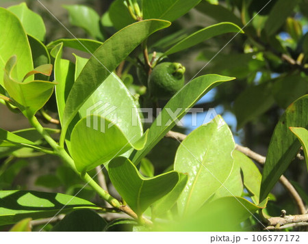 トロピカルフルーツ未熟なヒメグァバの実 トロピカルフルーツ未熟なヒメグァバの実 106577172