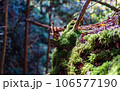 中津川・秋の付知峡 106577190