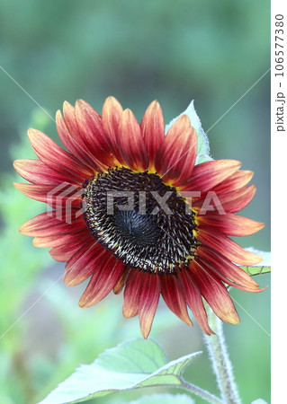 ヒマワリクラレット 106577380