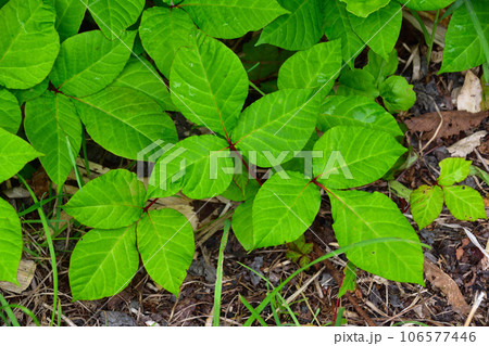 ツタウルシ ツタウルシ 106577446