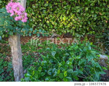 夏の庭に咲くサルスベリの花に止まるナミアゲハ 106577476