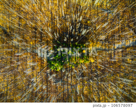 Drone view of a dead and dry forest. View from a drone. Landscape from the air on an autumn forest. Drone view of a dead and dry forest. View from a drone. Landscape from the air on an autumn forest. 106578097