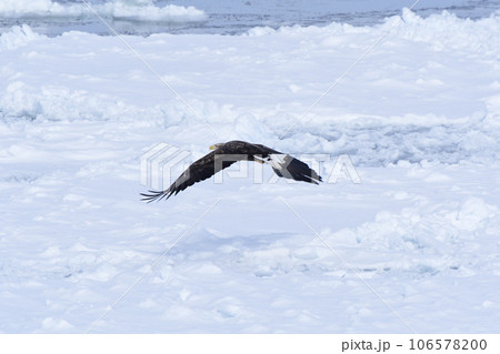 流氷のオホーツク海の上を飛ぶオジロワシ 流氷のオホーツク海の上を飛ぶオジロワシ 106578200