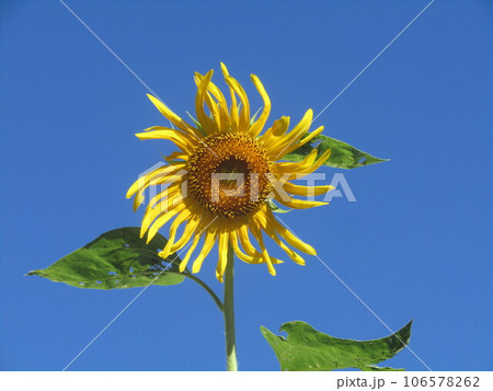 青空によく合う大きい黄色い花の向日葵の花 106578262