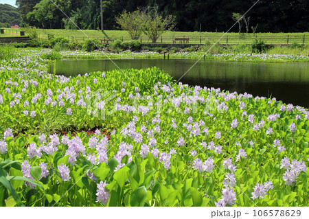 長崎の崎戸のとんぼ公園のホテイアオイ 長崎の崎戸のとんぼ公園のホテイアオイ 106578629
