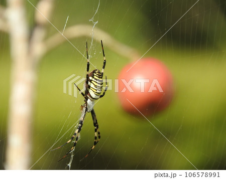 巣の真ん中で獲物がかかるのを待つ「ナガコガネグモ」(メス) 巣の真ん中で獲物がかかるのを待つ「ナガコガネグモ」(メス) 106578991