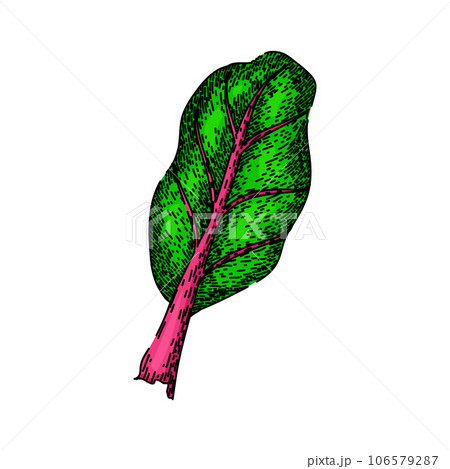 fresh chard sketch hand drawn vector 106579287