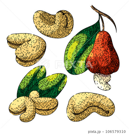 cashew nut set sketch hand drawn vector cashew nut set sketch hand drawn vector 106579310