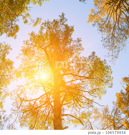 Crowns of pines against the background of blue sky and bright sun. Autumn. Crowns of pines against the background of blue sky and bright sun. Autumn. 106579938