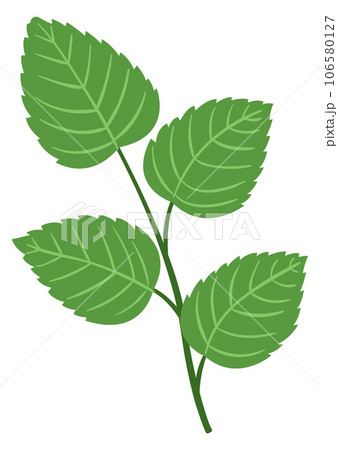 Green leaves on stem. Bouquet element. Decorative botany 106580127