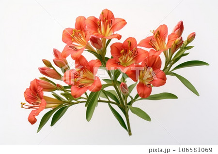 Alstroemeria flowers isolated on a white background 106581069
