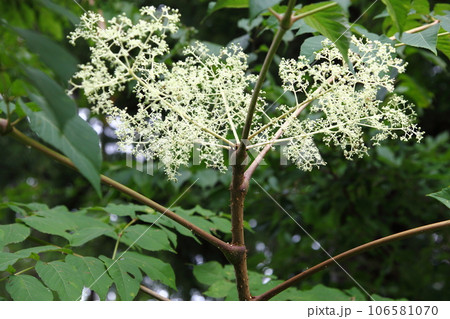 タラノキ(タラノメ)の花 タラノキ(タラノメ)の花 106581070