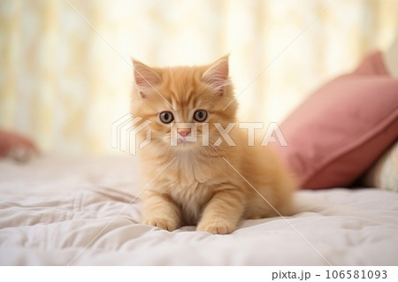 A small kitten of the British shorthair cat breed 106581093
