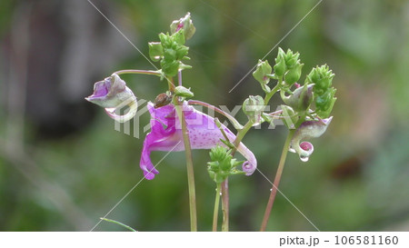 ツリフネソウの花 106581160