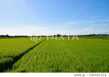 どこまでも続く田園風景 106581328