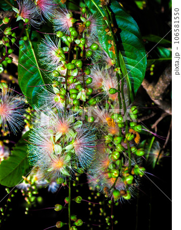 サガリバナ 106581550