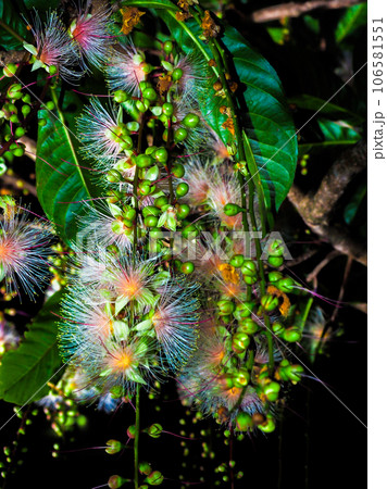 サガリバナ サガリバナ 106581551