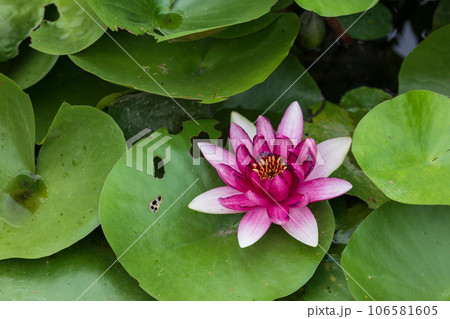 A water lily with white and dark purple petals found in a pond. nymphaea attraction 106581605