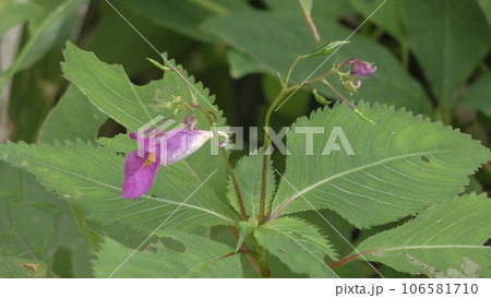 ツリフネソウの花 106581710