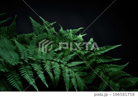 Fern leaves on a dark background 106581758