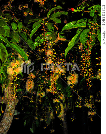 サガリバナ 106581813