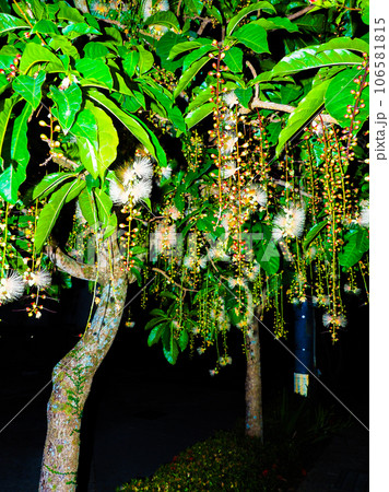 サガリバナ 106581815