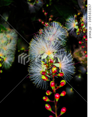 サガリバナ サガリバナ 106581837