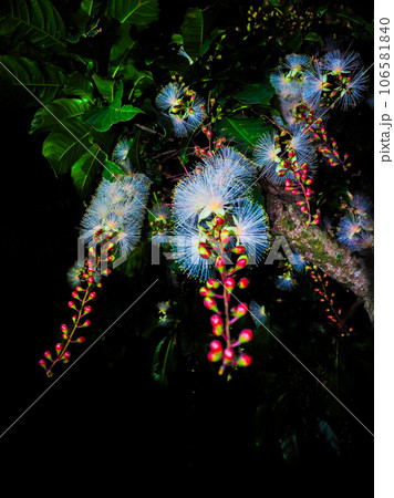 サガリバナ 106581840