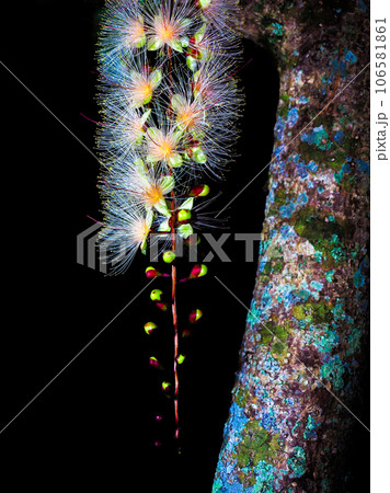 サガリバナ 106581861