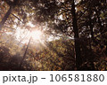 森から差し込む太陽 106581880