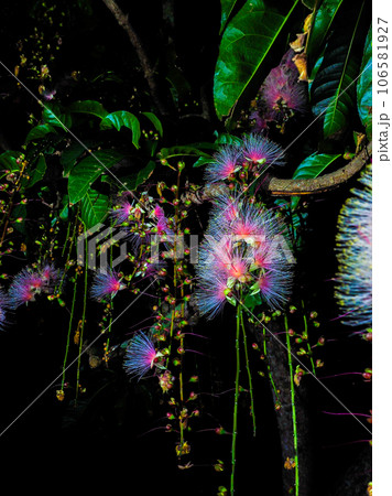 サガリバナ 106581927