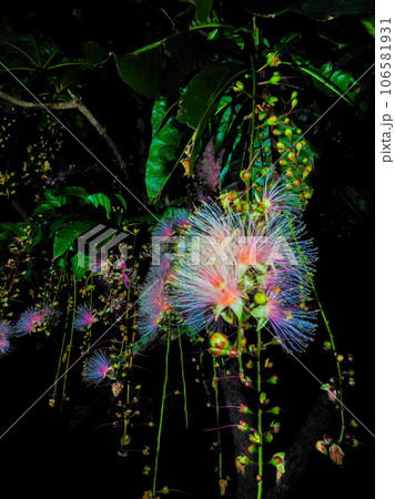 サガリバナ 106581931