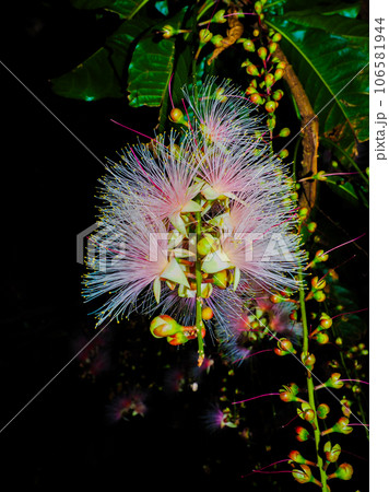 サガリバナ 106581944