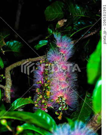 サガリバナ 106581991