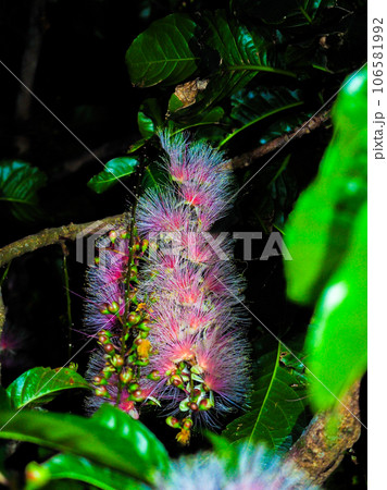 サガリバナ 106581992