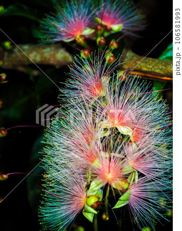 サガリバナ 106581993