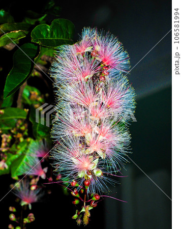 サガリバナ 106581994