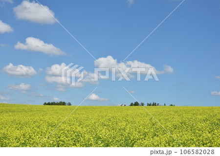 夏の終わりの菜の花畑 夏の終わりの菜の花畑 106582028