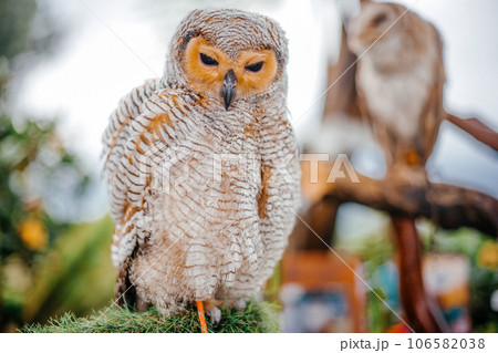 A beautiful owl with closed eyes sits on a tree branch A beautiful owl with closed eyes sits on a tree branch 106582038
