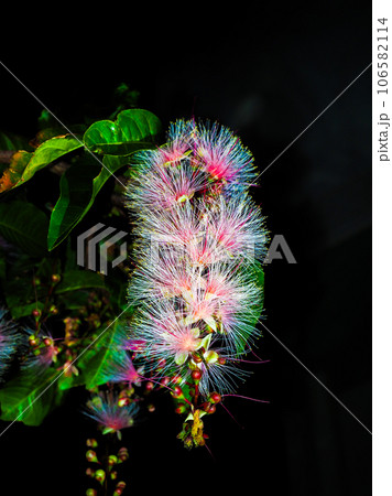 サガリバナ 106582114