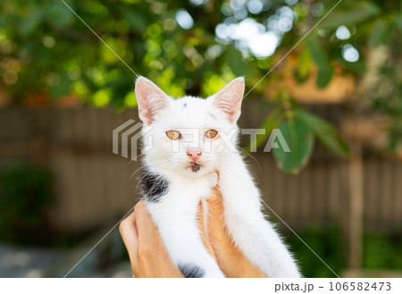 Cute little white cat, kitten in my hand outside, white kitten with beautiful eyes. Cute little white cat, kitten in my hand outside, white kitten with beautiful eyes. 106582473