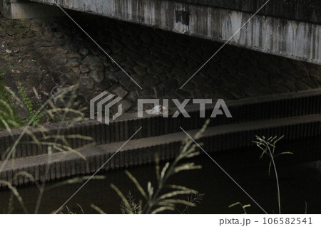 橋の下で涼をとっている猫を撮影しました。 橋の下で涼をとっている猫を撮影しました。 106582541