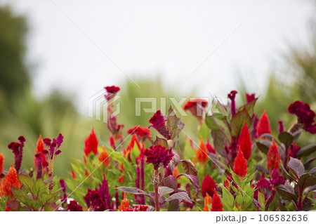 Natural flower background. Red flowers of celosia on a blue sky background. 106582636
