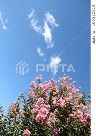 青空とさるすべりのピンクのお花を撮影しました。 青空とさるすべりのピンクのお花を撮影しました。 106582818