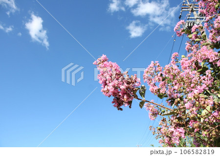 青空とさるすべりのピンクのお花を撮影しました。 青空とさるすべりのピンクのお花を撮影しました。 106582819
