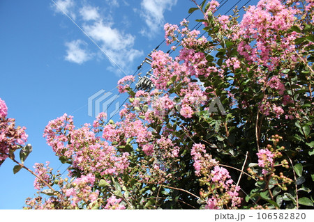 青空とさるすべりのピンクのお花を撮影しました。 青空とさるすべりのピンクのお花を撮影しました。 106582820