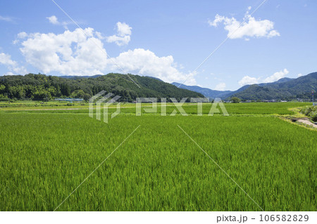 夏の田園風景 鳥取県 郡家町 106582829