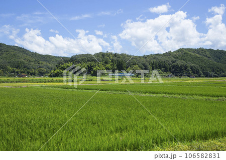 夏の田園風景 鳥取県 郡家町 夏の田園風景 鳥取県 郡家町 106582831