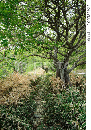 笹林の登山道 笹林の登山道 106582925